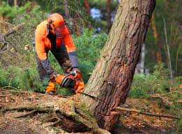 Best Fruit Tree Pruning  in Macon, IL