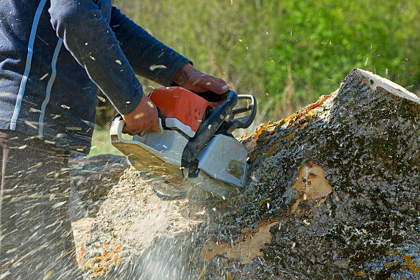 Best Tree Preservation Services  in Macon, IL
